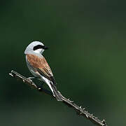 Red-backed Shrike