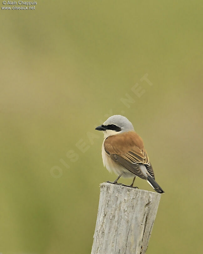 Red-backed Shrike male adult breeding, identification, Behaviour