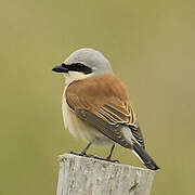 Red-backed Shrike