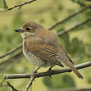 Red-backed Shrike