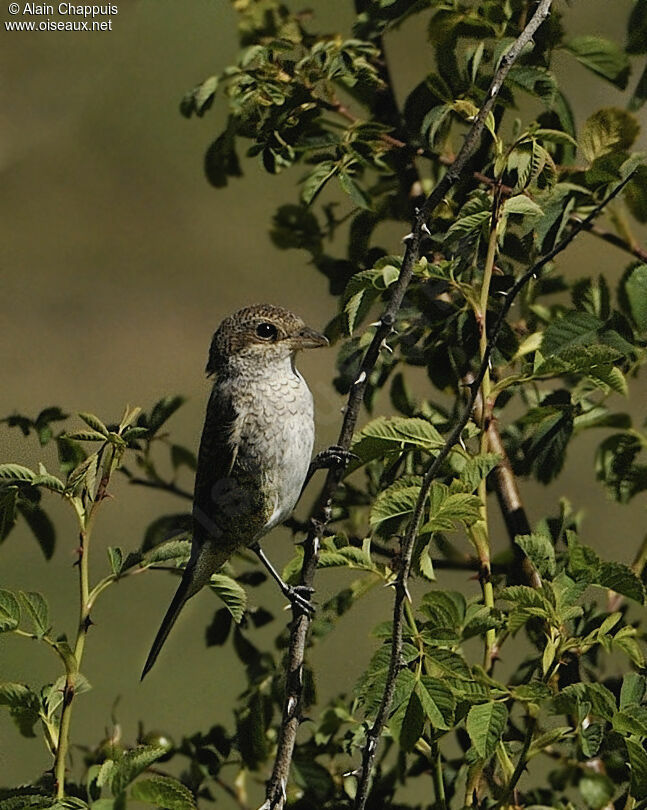 Red-backed ShrikeFirst year, identification, Behaviour