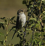 Red-backed Shrike