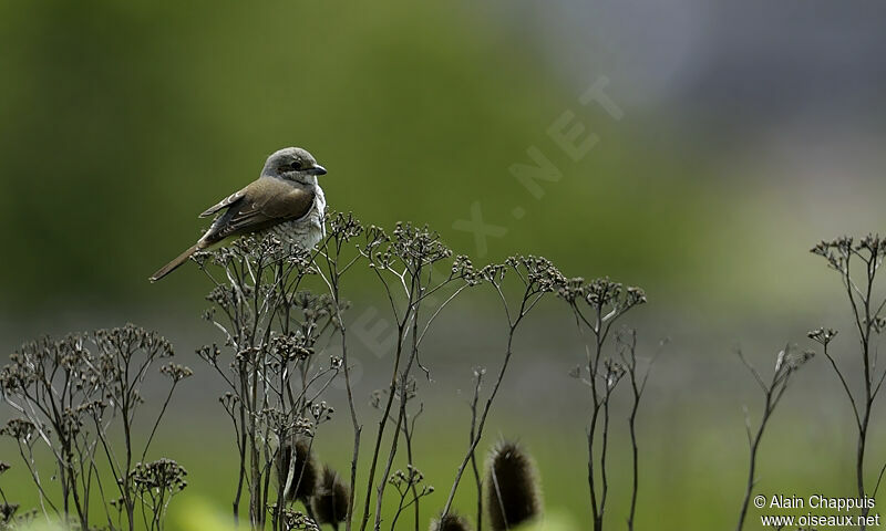 Red-backed Shrike female adult, Behaviour