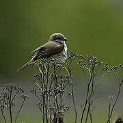 Red-backed Shrike