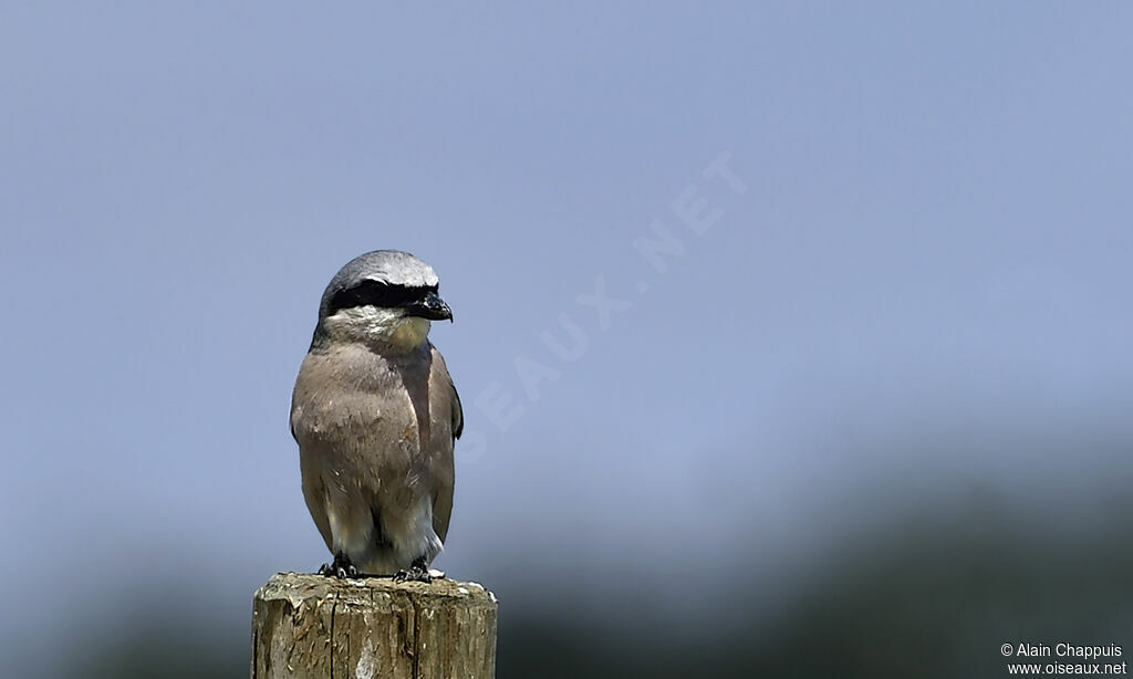 Red-backed Shrike male adult, identification, Behaviour