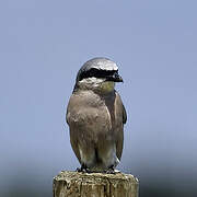 Red-backed Shrike