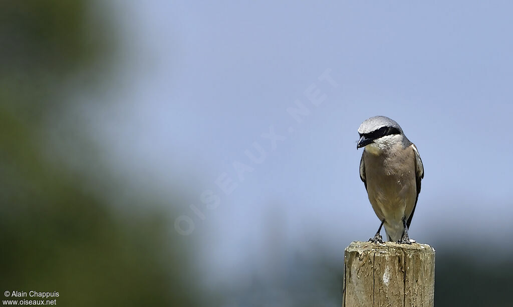 Red-backed Shrike male adult, identification, Behaviour