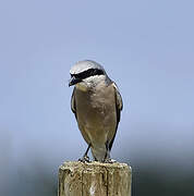 Red-backed Shrike