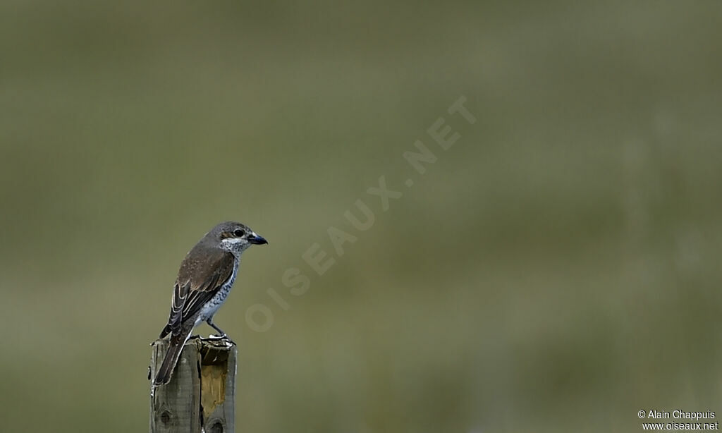 Red-backed Shrike female adult, Behaviour