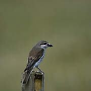 Red-backed Shrike