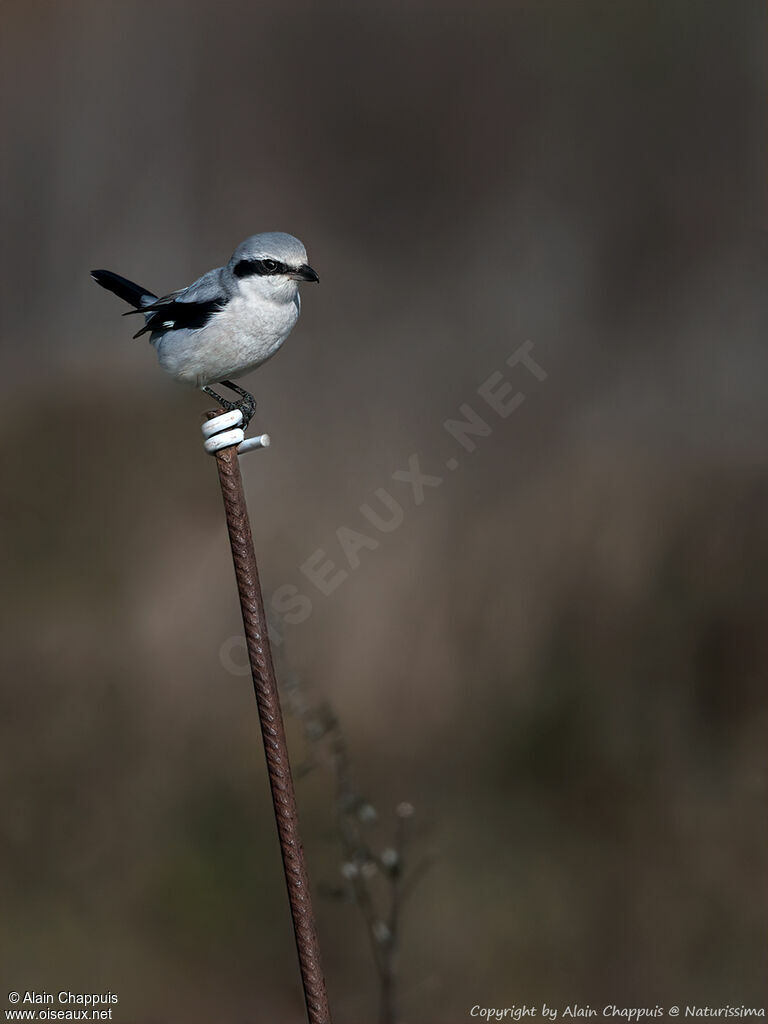 Great Grey Shrike