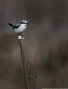 Great Grey Shrike