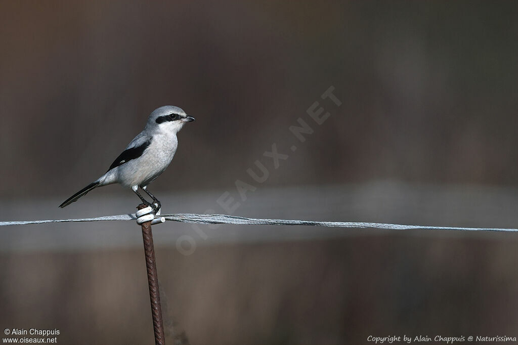 Great Grey Shrikeadult, identification