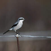 Great Grey Shrike