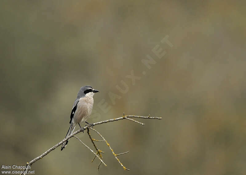 Iberian Grey Shrikeadult breeding, pigmentation, Behaviour