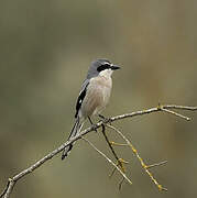 Iberian Grey Shrike