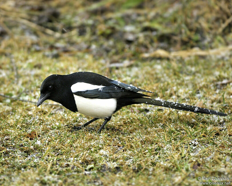 Eurasian Magpieadult, identification