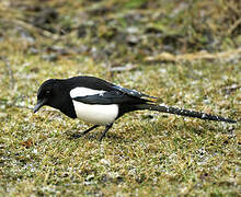 Eurasian Magpie