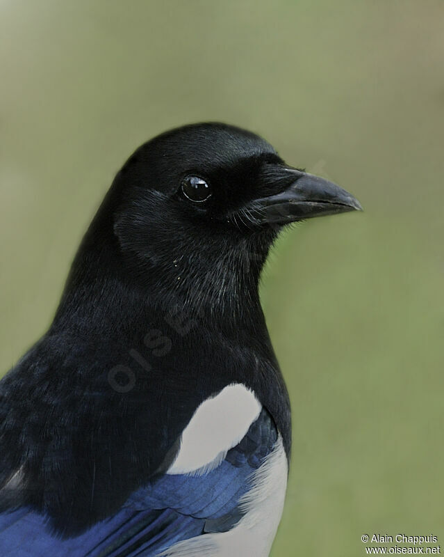 Eurasian Magpieadult breeding, identification, Behaviour