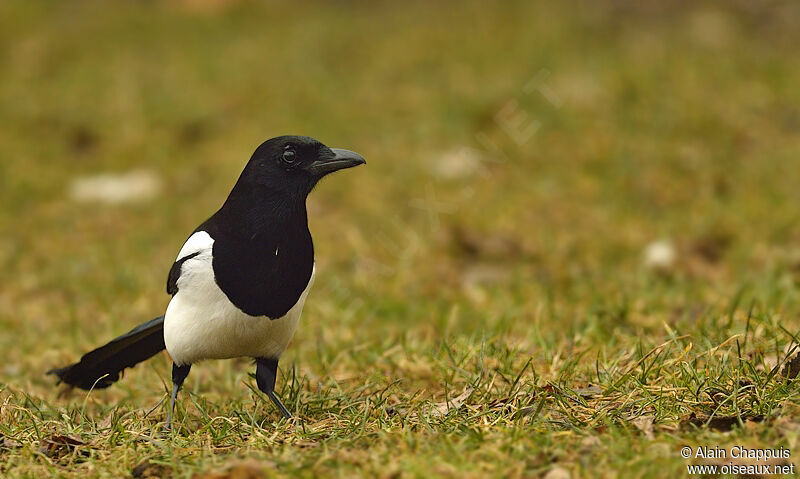 Eurasian Magpieadult, identification, Behaviour