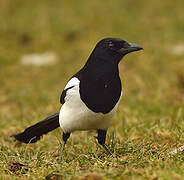 Eurasian Magpie