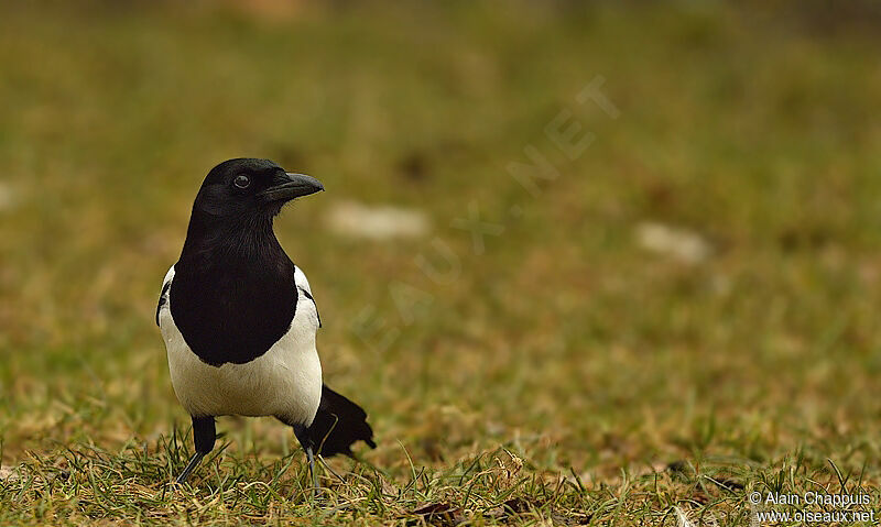 Eurasian Magpieadult, identification, Behaviour