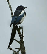 Eurasian Magpie