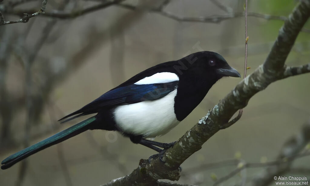 Eurasian Magpieadult, identification, walking, eats