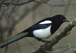 Eurasian Magpie