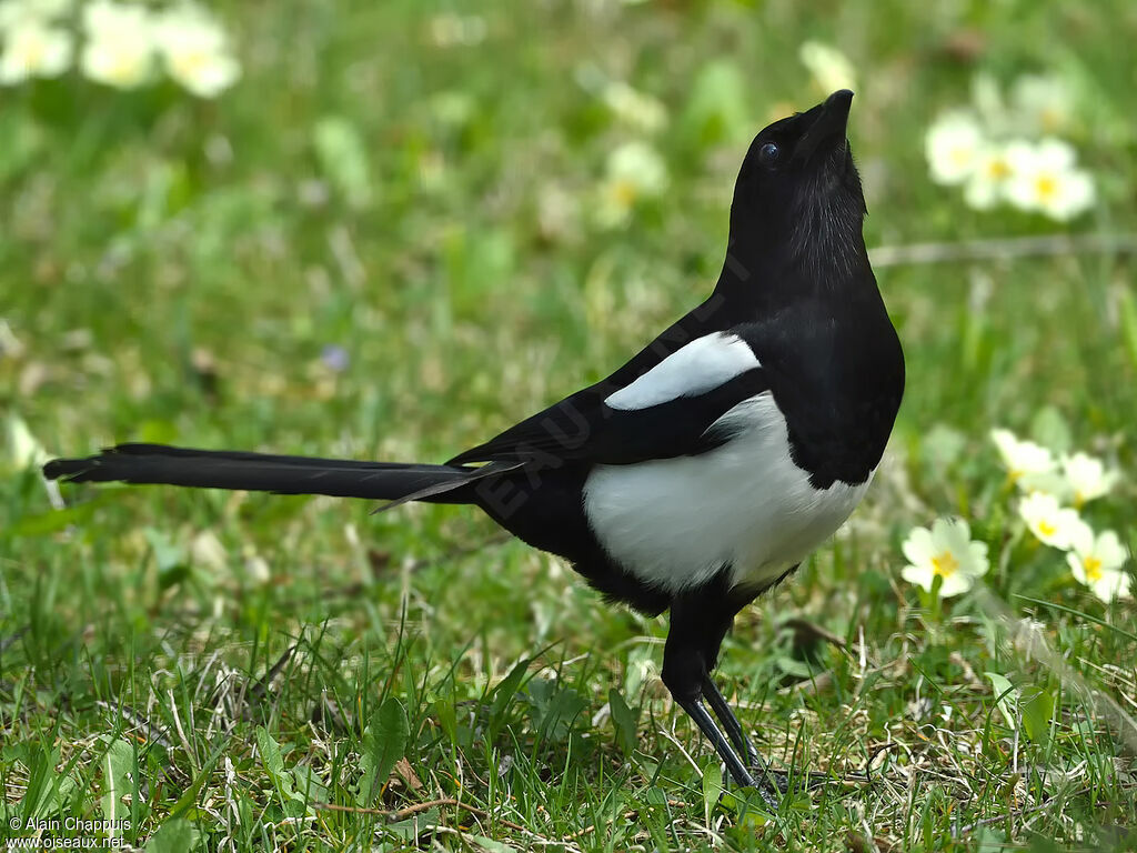 Eurasian Magpieadult, identification, walking, eats