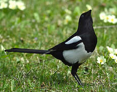 Eurasian Magpie