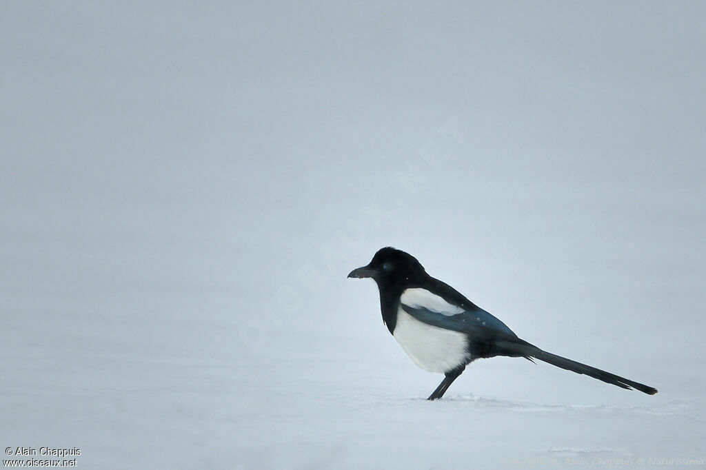 Eurasian Magpieadult, identification, close-up portrait, walking