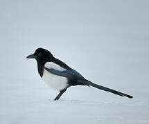 Eurasian Magpie