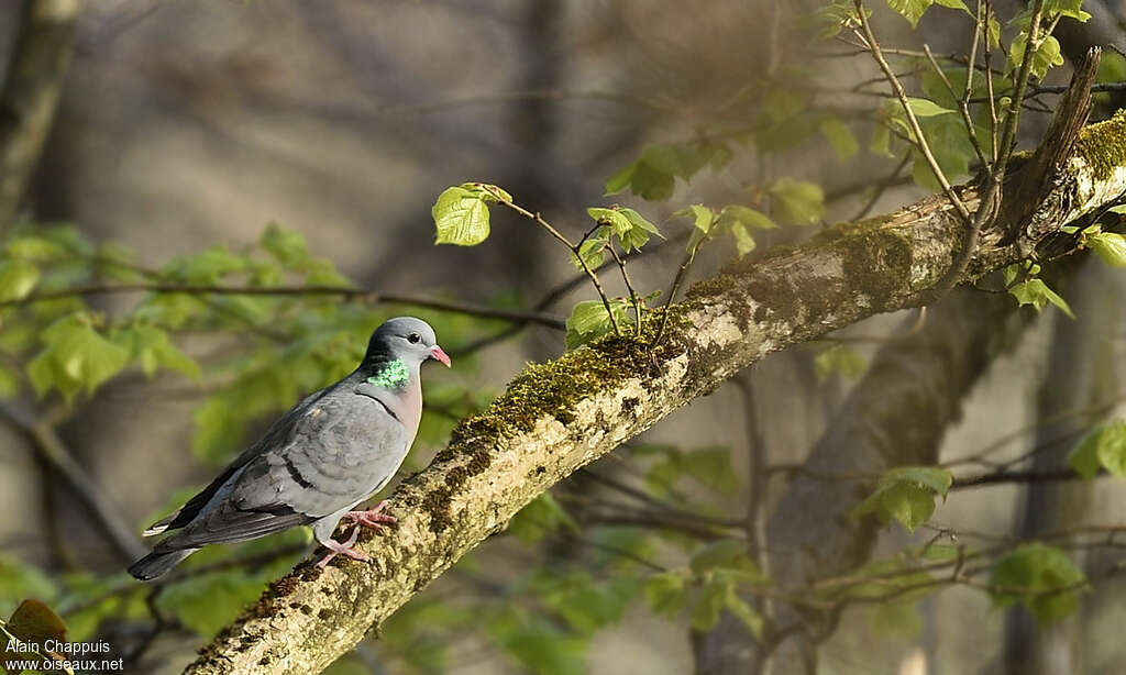 Pigeon colombin mâle adulte, identification