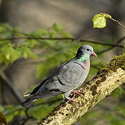 Pigeon colombin