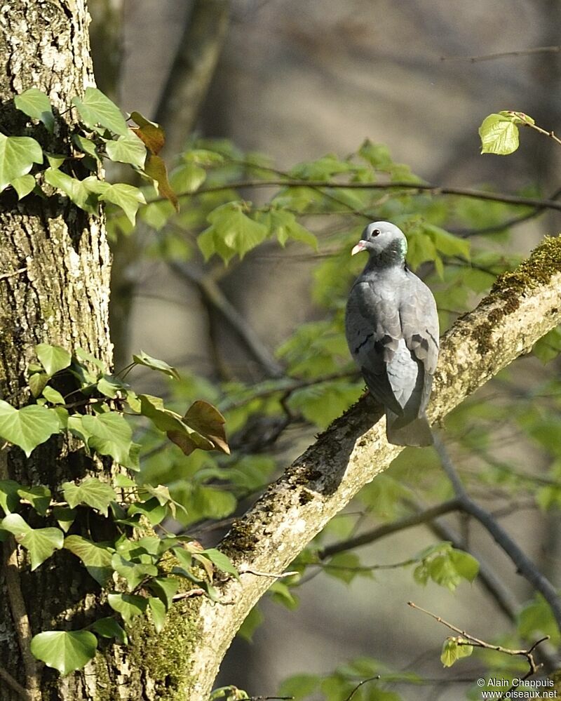 Stock Doveadult, identification, Behaviour