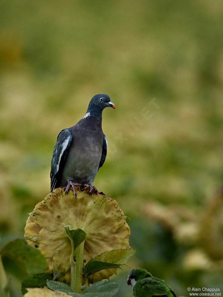 Pigeon ramier, identification, régime, Comportement