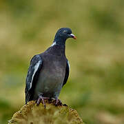 Common Wood Pigeon