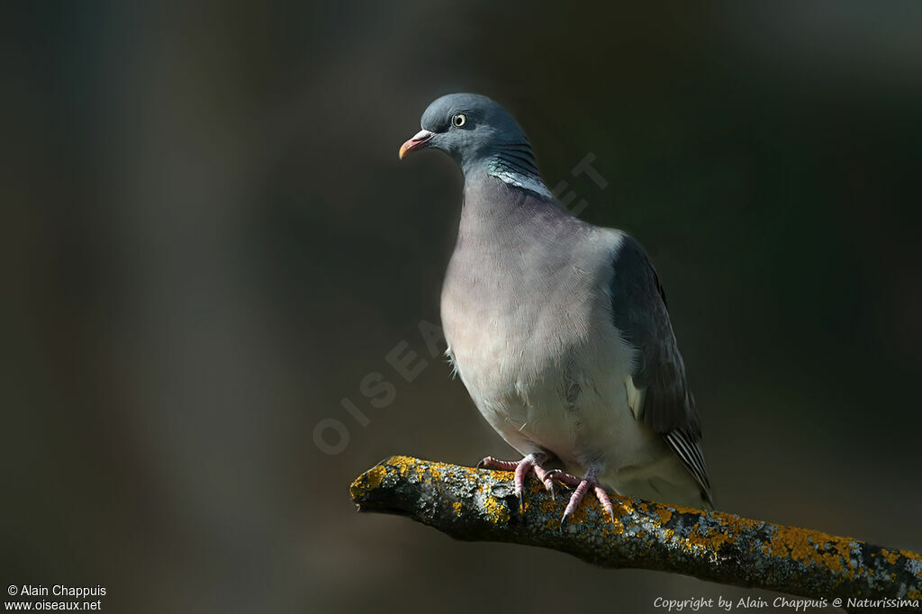 Common Wood Pigeon