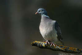 Common Wood Pigeon