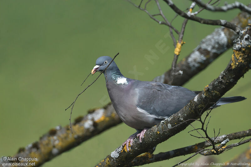 Pigeon ramieradulte nuptial, habitat, Nidification