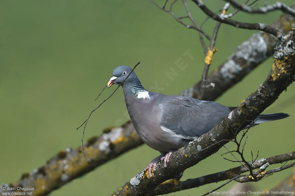 Common Wood Pigeonadult breeding, habitat, Reproduction-nesting