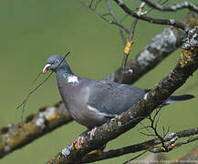 Common Wood Pigeon