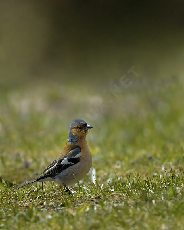 Eurasian Chaffinch male adult, identification, Behaviour