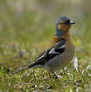 Eurasian Chaffinch