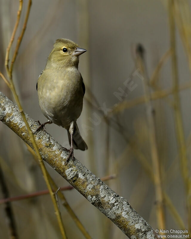 Pinson des arbres femelle adulte, identification, Comportement