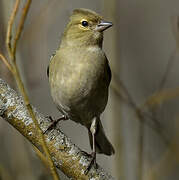 Eurasian Chaffinch