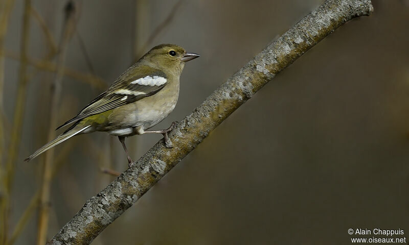 Pinson des arbres femelle adulte, identification, Comportement