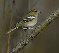 Eurasian Chaffinch