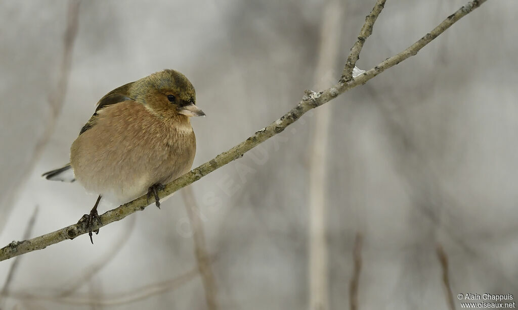 Common Chaffinch male adult, identification, Behaviour